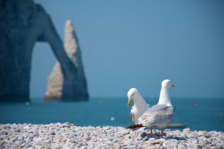 Etretat & Honfleur da Deauville | Tour privato | Guida facoltativa