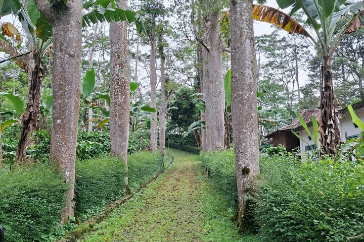 Visite de l'hôtel Coffee Plantation au complexe touristique MesaStila fr Semarang