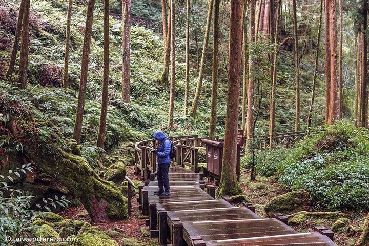 Excursión de un día al bosque nacional Alishan desde Taichung con recogida en el hotel