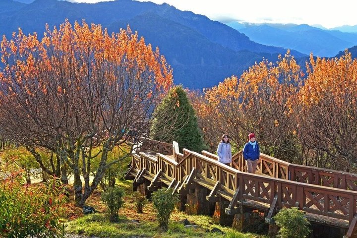Excursión de un día al bosque nacional Alishan desde Taichung con recogida en el hotel