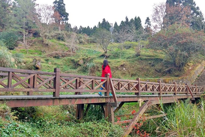 Excursión de un día al bosque nacional Alishan desde Taichung con recogida en el hotel