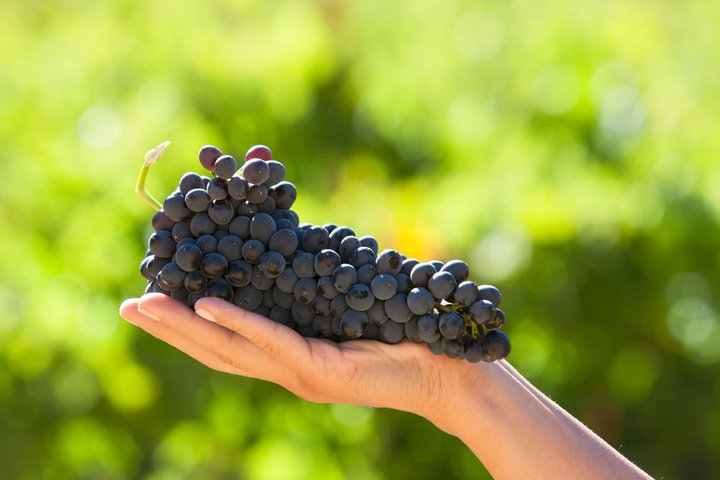 Degustazione di vini d'alta quota firmata Alcohuaz