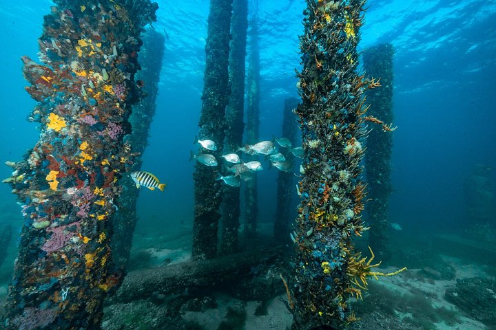 Busselton Jetty and Underwater Sculptures Snorkel Boat Tour
