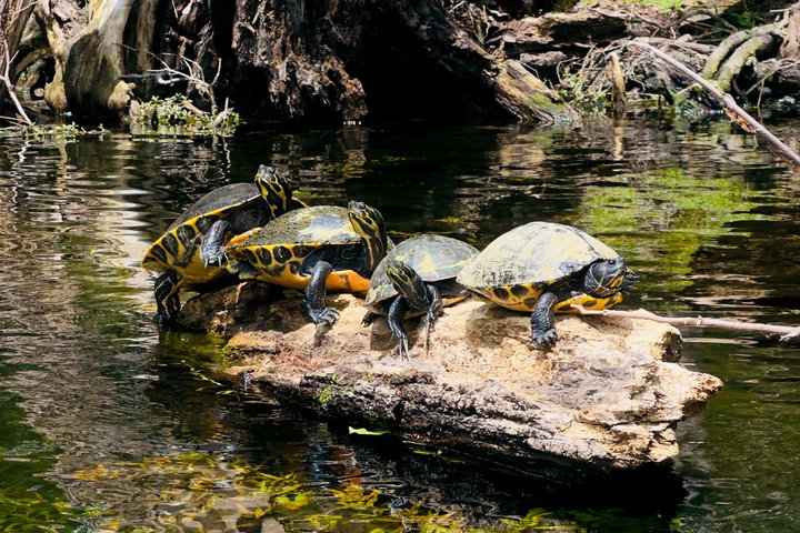 Tour ecologico in kayak con fondo in vetro di Ginnie Springs