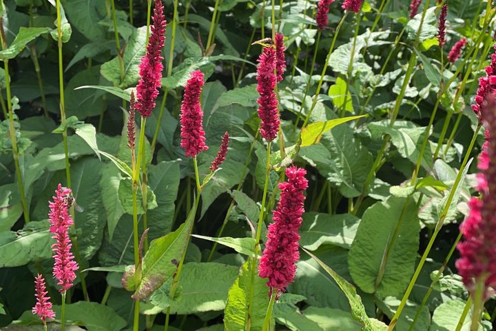 Private Garden og Glens Tour av Isle of Man
