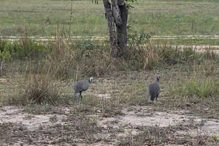 Private Harare City Tour: Wildlife, kunst og ikoniske landemerker