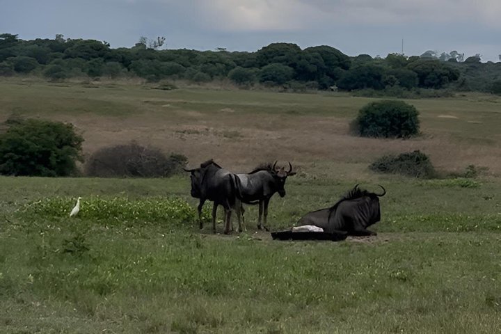 Private Harare City Tour: Wildlife, kunst og ikoniske landemerker