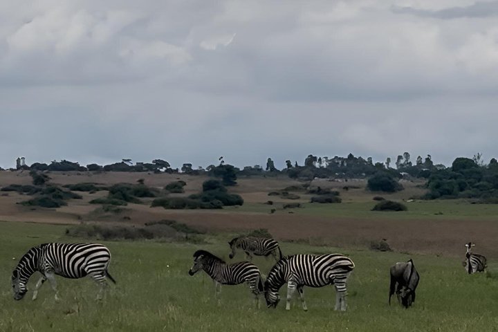 Private Harare City Tour: Wildlife, kunst og ikoniske landemerker