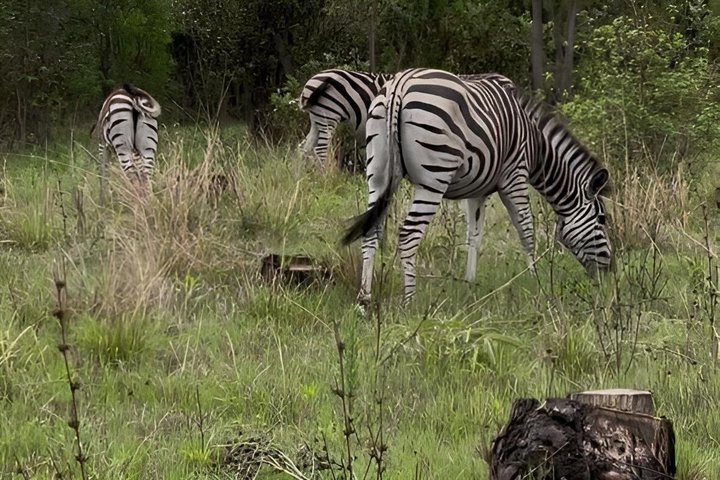 Private Harare City Tour: Wildlife, kunst og ikoniske landemerker