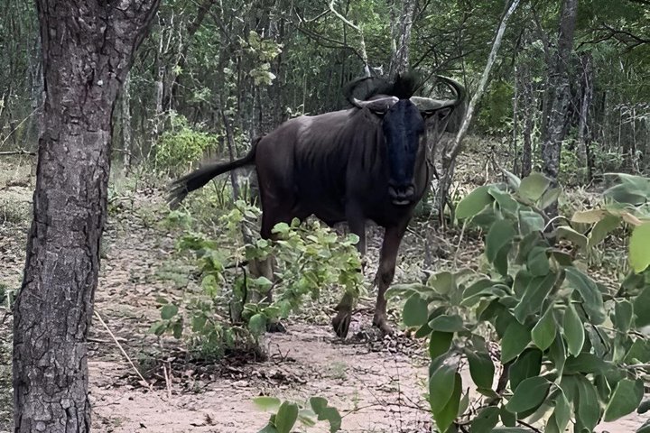 Private Harare City Tour: Wildlife, kunst og ikoniske landemerker