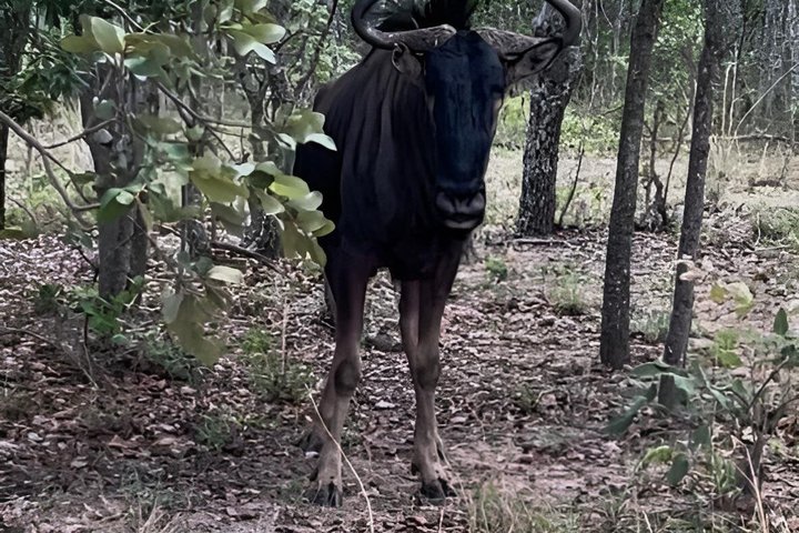 Private Harare City Tour: Wildlife, kunst og ikoniske landemerker