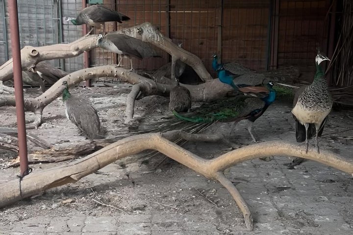 Private Harare City Tour: Wildlife, kunst og ikoniske landemerker