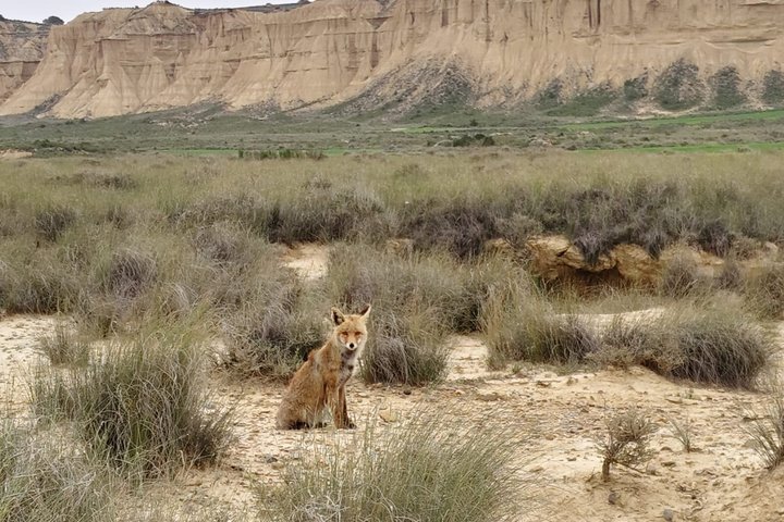 Bardenas Reales : Tour exclusive en 4x4 avec un Guide Officiel