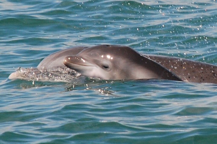 Hoteller i nærheden af TursiOps Dolphin Watch Cruise Murrells Inlet