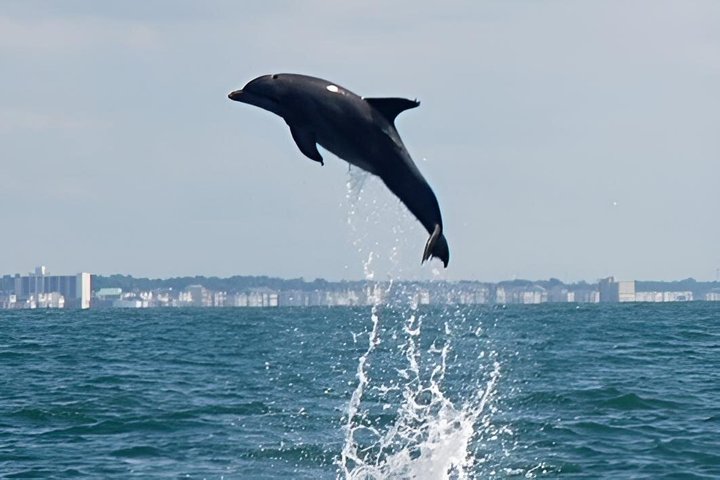 Hoteller i nærheden af TursiOps Dolphin Watch Cruise Murrells Inlet