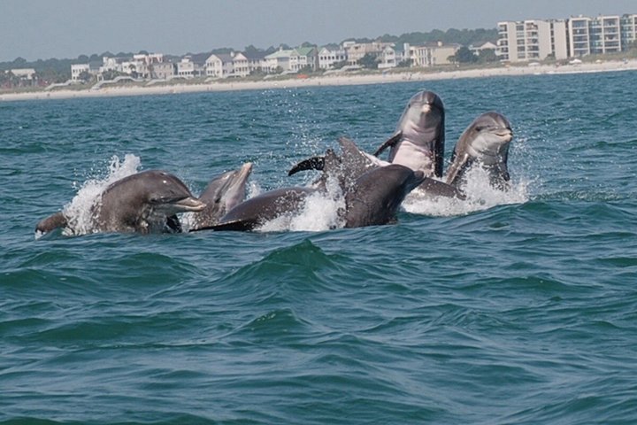 Hoteller i nærheden af TursiOps Dolphin Watch Cruise Murrells Inlet