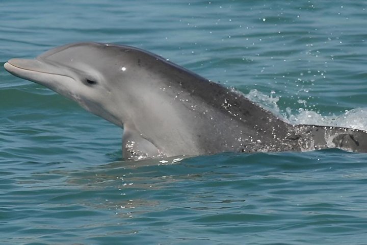 Hoteller i nærheden af TursiOps Dolphin Watch Cruise Murrells Inlet
