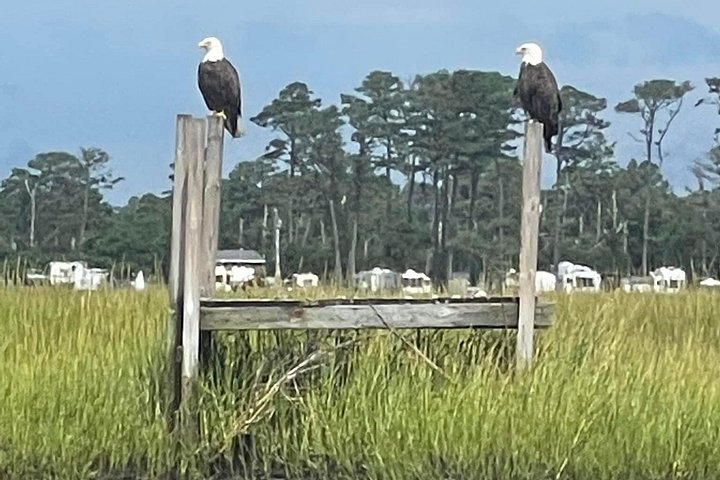 Grand Boat Tour van Chincoteague en Assateague met kapitein John