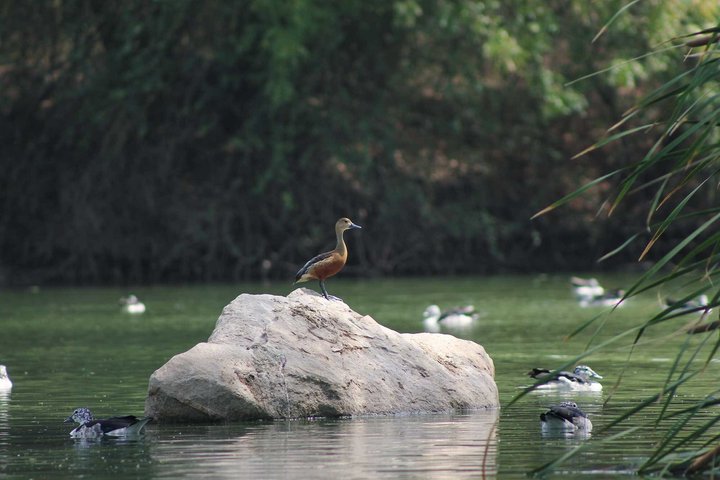 Jambughoda Wildlife & Tribal Tour au départ de Vadodara