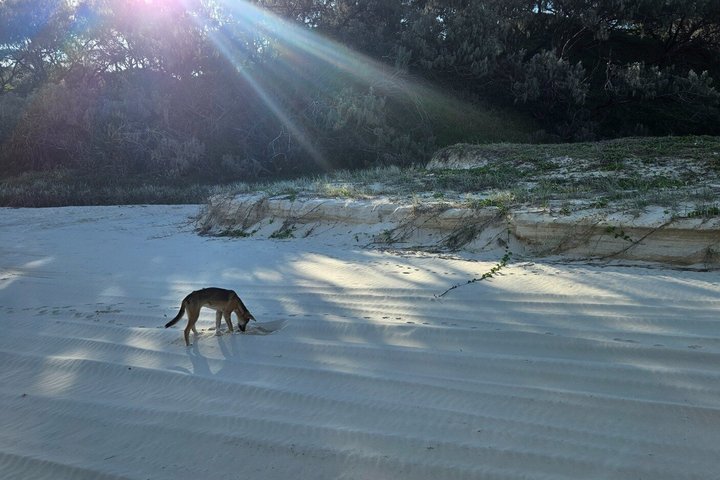 K'gari (Fraser Island) 4WD Adventure - fra Noosa