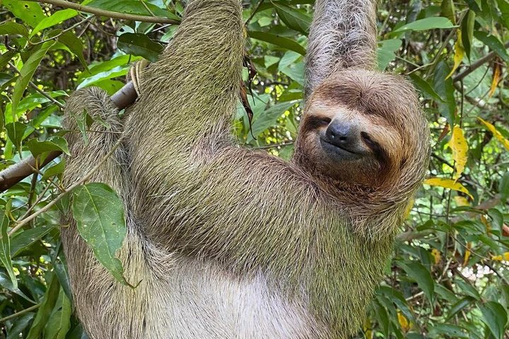 Manuel Antonio National Park : Guidad tur med biljett ingår