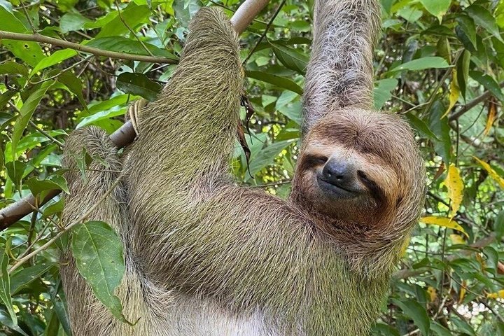 Manuel Antonio National Park : Guidad tur med biljett ingår