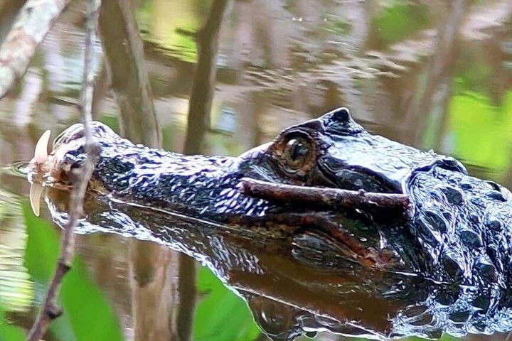 Manuel Antonio National Park : Guidad tur med biljett ingår