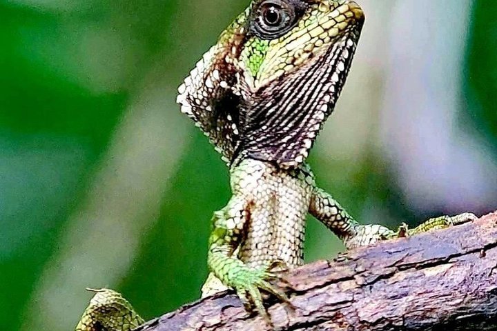 Manuel Antonio National Park : Guidad tur med biljett ingår