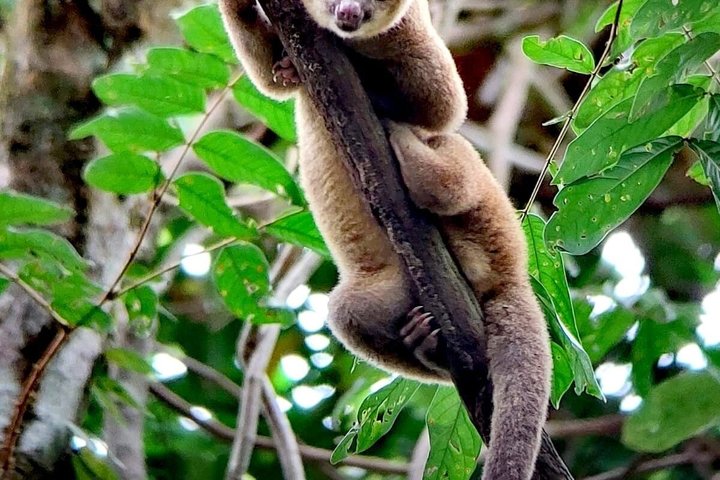 Manuel Antonio National Park : Guidad tur med biljett ingår