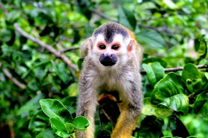 Manuel Antonio National Park : Guidad tur med biljett ingår