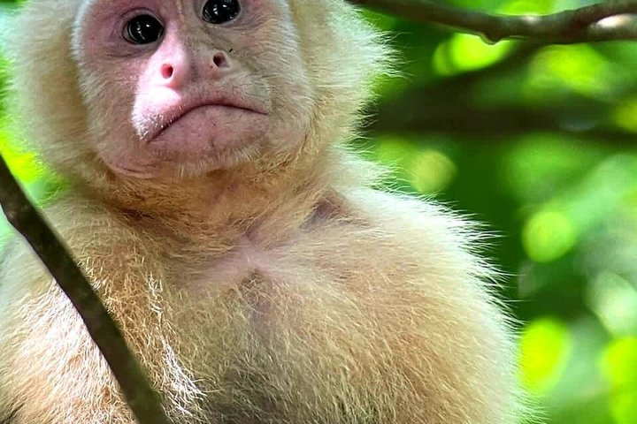 Manuel Antonio National Park : Guidad tur med biljett ingår