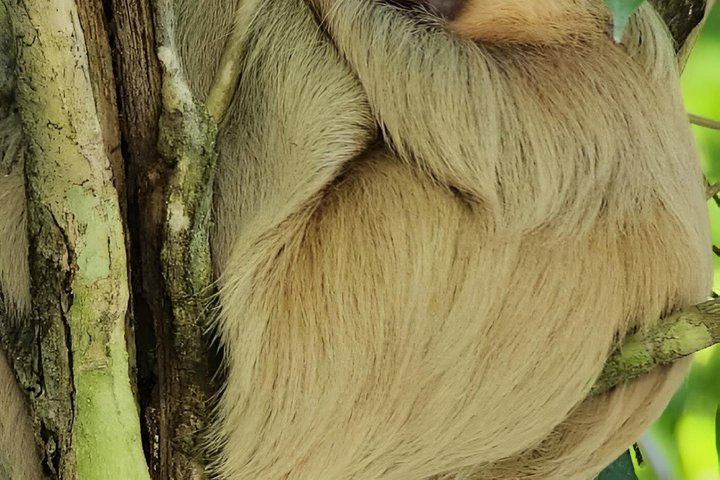 Manuel Antonio National Park : Guidad tur med biljett ingår