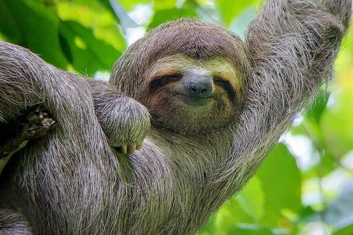 Manuel Antonio National Park : Guidad tur med biljett ingår