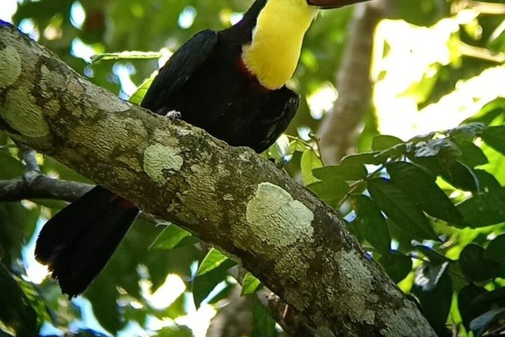 Manuel Antonio National Park : Guidad tur med biljett ingår