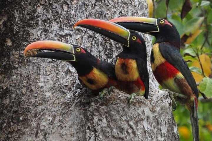 Manuel Antonio National Park : Guidad tur med biljett ingår