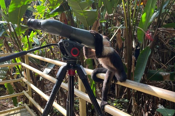 Manuel Antonio National Park : Guidad tur med biljett ingår