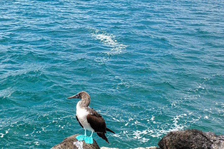 Privat rundtur i Galapaguera Cerro Colorado med entré inkluderad