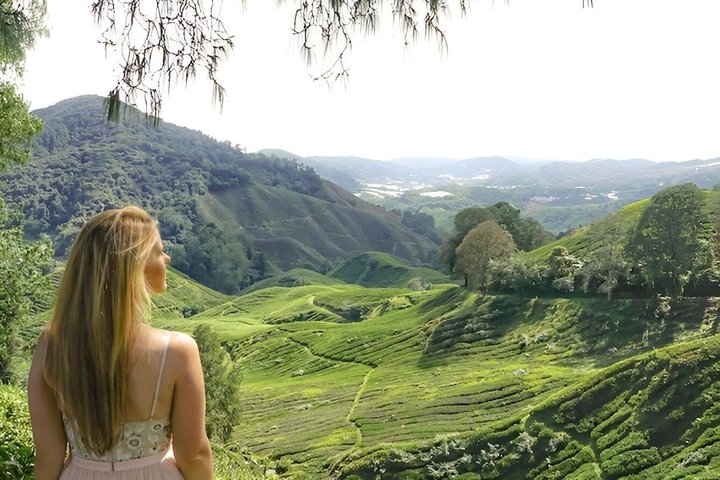 Excursion d'une journée à Cameron Highlands au départ d'Ipoh avec déjeuner et forêt moussue