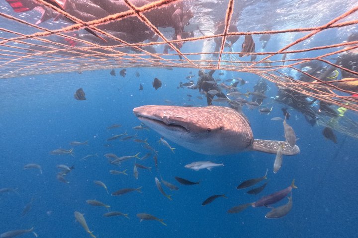 (GOYAdive) Plongée avec tuba et plongée sous-marine avec des requins baleines à Okinawa