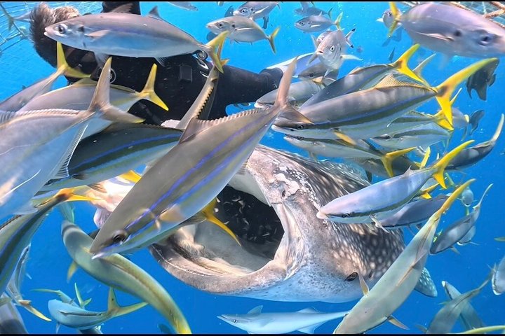 (GOYAdive) Plongée avec tuba et plongée sous-marine avec des requins baleines à Okinawa