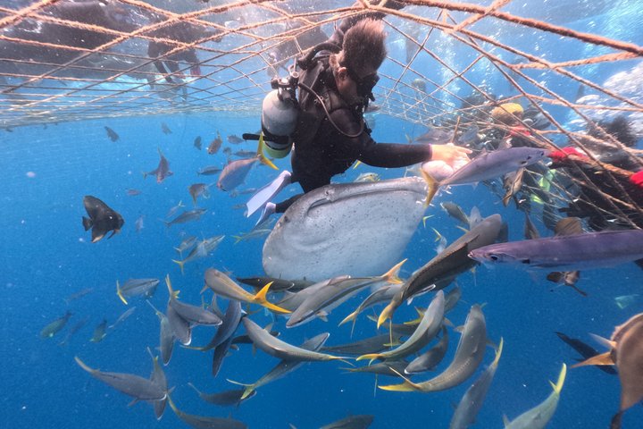 (GOYAdive) Plongée avec tuba et plongée sous-marine avec des requins baleines à Okinawa
