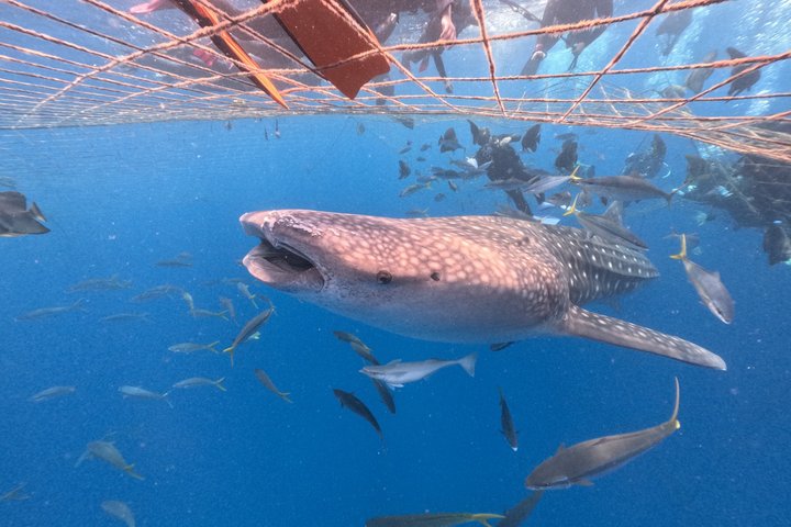 (GOYAdive) Plongée avec tuba et plongée sous-marine avec des requins baleines à Okinawa
