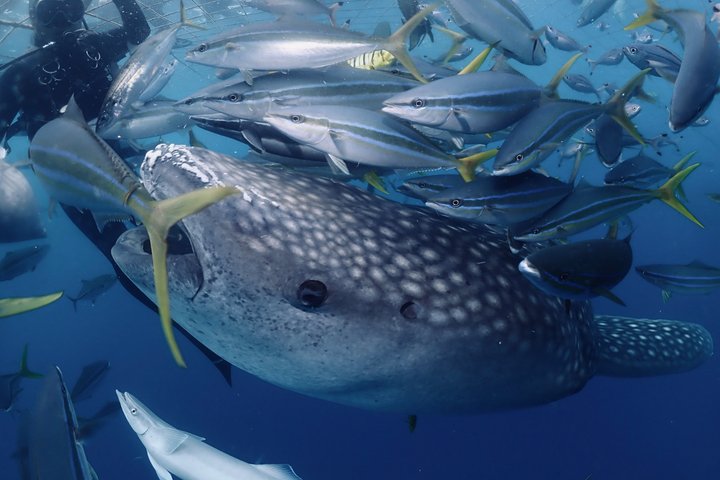 (GOYAdive) Plongée avec tuba et plongée sous-marine avec des requins baleines à Okinawa