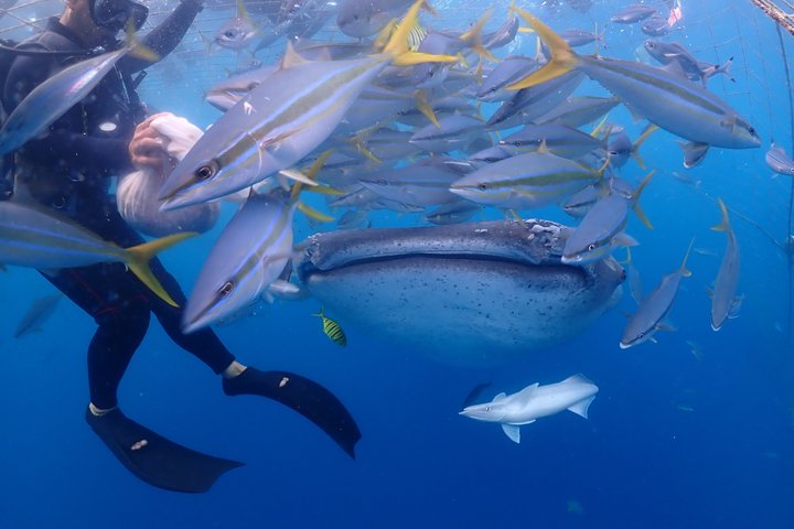 (GOYAdive) Plongée avec tuba et plongée sous-marine avec des requins baleines à Okinawa
