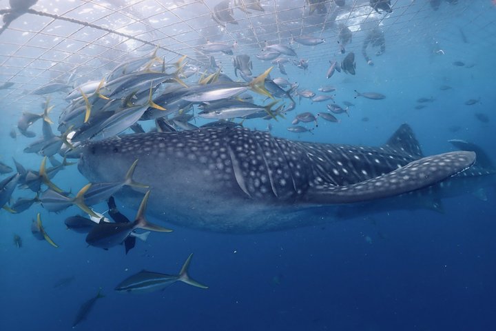 (GOYAdive) Plongée avec tuba et plongée sous-marine avec des requins baleines à Okinawa