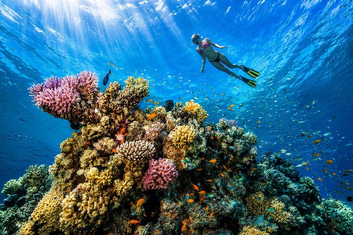 Hurghada: VIP Seafood Yacht till 3 öar, delfiner och snorkling