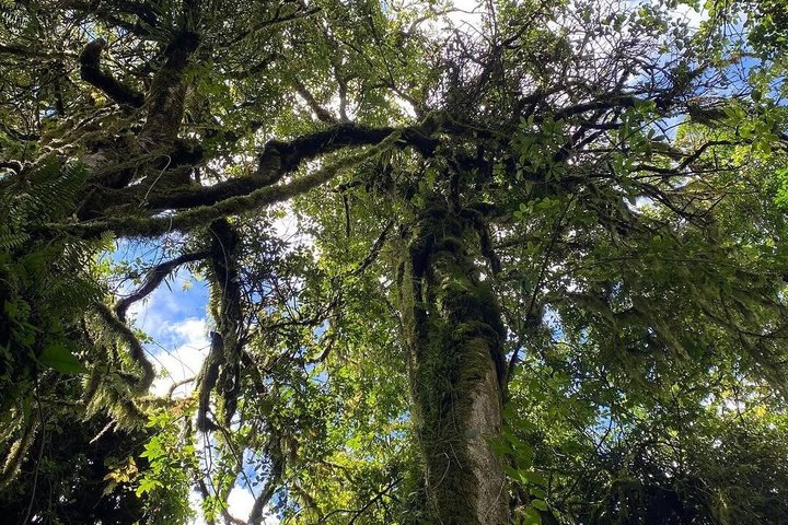 Experiencia de un día en el Kilimanjaro por KILITA SAFARIS