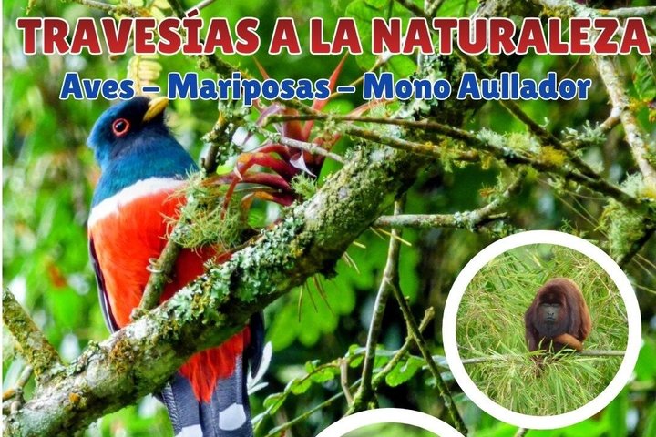 Tour privato di charme nella Valle del Cocora, Salento e Filandia