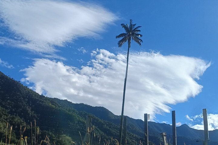 Tour privato di charme nella Valle del Cocora, Salento e Filandia