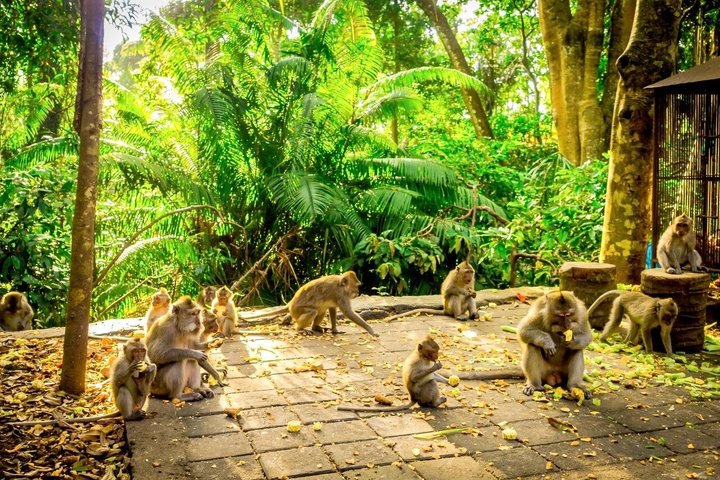 Ubud : Bosque de Monos, Terraza de Arroz, Cueva del Elefante & Tour en Cascada
